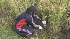 北海道浦河町で「田んぼの学校」小学生たちが稲刈り体験　金色の稲穂を手作業で刈り取り