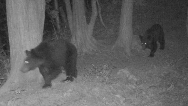 12日駆除されたメスのクマ　おととし三角山で男性2人を襲ったクマと同じ個体か　札幌市・西区