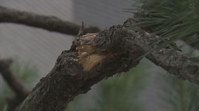 住宅街で観光バスが庭木に接触　ガラスなどでけが　9人搬送「進路を間違えてバックしようと…」札幌・西区