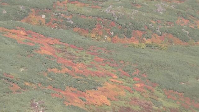 【紅葉】山肌に緑・黄色・赤混じりあう　3連休最終日　紅葉進む北海道大雪山系に多くの登山客