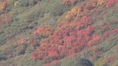 紅葉の秋へ季節進む　木々色づく　北海道最高峰・旭岳の散策路には多くの登山者　3連休道内スケッチ