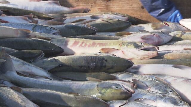 サケ“不漁”イベント中止の自治体も…専門家は「状況大きく好転」どうなる秋の味覚