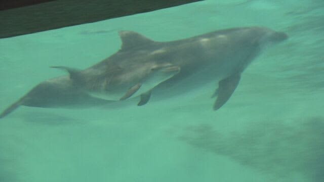 候補は「サニー・ひかり・ルカ・レンカ・ローリー」10月1日から名前投票　おたる水族館のイルカの赤ちゃん