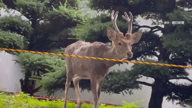 札幌中心部・道庁赤レンガ庁舎の前庭にシカ　辺りは一時騒然　北大植物園に迷い込んでいたシカと同一個体か