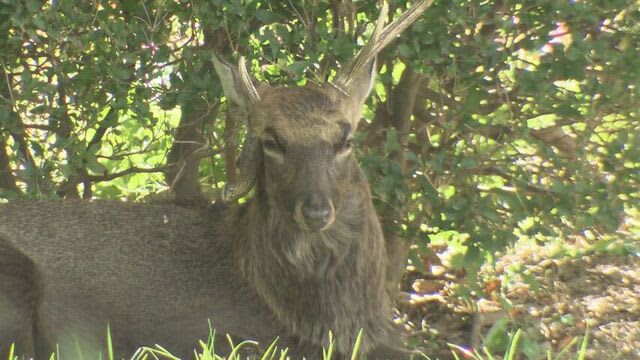 【シカ】札幌市白石区の公園にシカが留まる…長いツノもあり警察が注意を呼びかけ