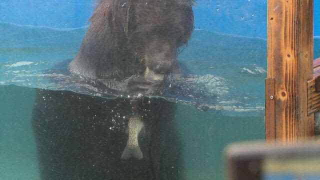 子グマが生まれて初めて「生きた魚」の捕獲に挑戦　「子グマのハンティングタイム」　のぼりべつクマ牧場