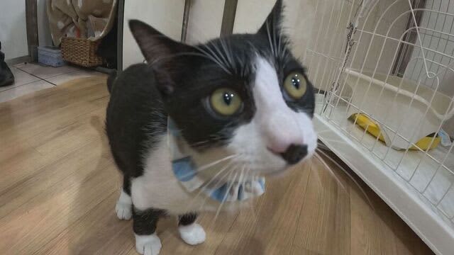 「来るかい？うちに」多頭飼育崩壊などで行き場失った保護猫たち　大丸札幌店で譲渡会　グッズ販売も