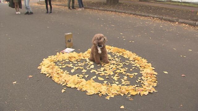 ワンちゃんも思わず見上げる鮮やかな“黄色いトンネル”北大で金葉祭　イチョウ並木が見頃に