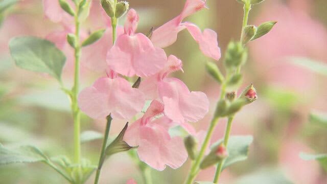 色彩豊か　観賞用として愛される花・サルビアを集めた展示会　百合が原公園緑のセンター