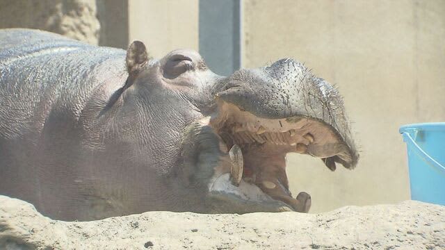 国内最高齢49歳のカバ逝く　　札幌・円山動物園で愛されてきた「ザン」　　多くの人が別れを惜しむ