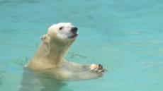 釧路市動物園のホッキョクグマ・キロル天国へ　先月から体調不良の状態続く