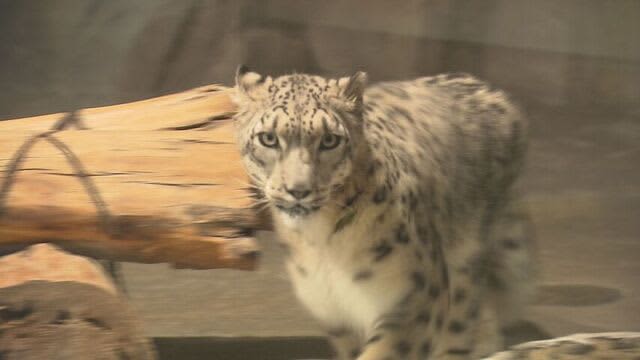 「トラよりかわいい！」　秋田から来たモフモフの人気者　ユキヒョウ「ヒカリ」お披露目　札幌市円山動物園