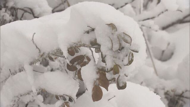 冬将軍到来！「雪怖い…」と思わず外国人も…道内今季イチバンの寒気　各地で一面真っ白に