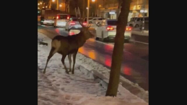 「うぉお？！トナカイ！？」　札幌市の市街地にオスのシカ「お互いびっくり」目撃者が当時の状況語る