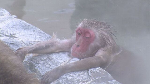 サルも恍惚の表情「一緒にはいってみたいな」プールに温泉で朝風呂に　函館市熱帯植物園　最低気温ー8.6度