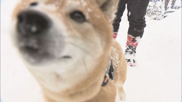 北海道内は各地で大雪や厳しい寒さに…岩見沢市では大雪で交通障害が発生　函館では温泉でサルがほっこり