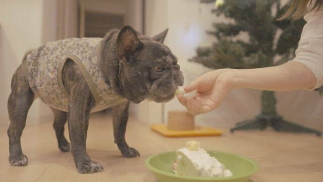 クリスマスの足音　～ワンちゃんのためのケーキ屋さん～