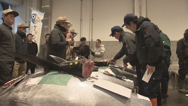 札幌市中央卸売市場で初競り　マグロは1匹約226万円　ご祝儀価格で落札