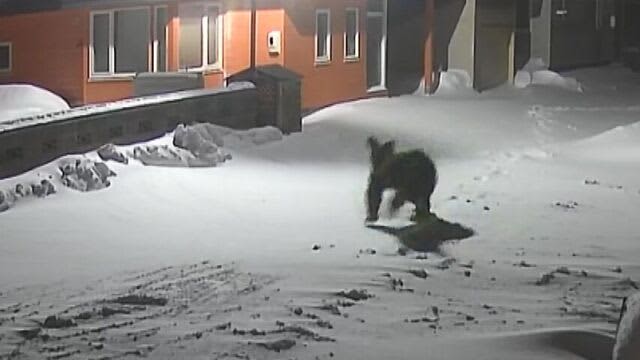 冬眠しているはずのクマが…　深夜、北海道・小平町の住宅地に出没　カメラ捉える　町が注意呼びかけ