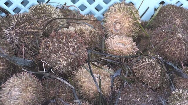 赤潮でウニ大量死の2021年以降休漁だった北海道・えりも町で4年ぶりウニの水揚げ「例年に比べ実入り良い」