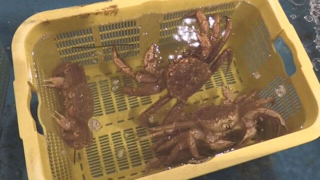 えりも町で毛ガニ漁始まる　水揚げはピーク時の5分の1程度と厳しく・・・