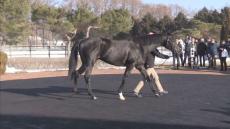 GIIレース優勝馬「ステラヴェローチェ」など　馬産地の新ひだか町で繁殖用の種牡馬の展示会