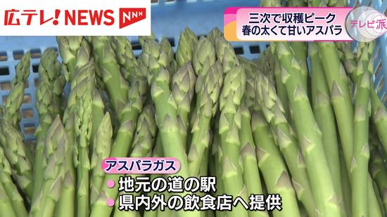 三次市でアスパラガスの収穫が最盛期　広島　