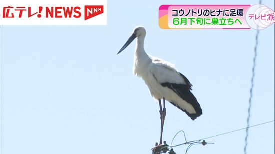 国の天然記念物「コウノトリ」が誕生　個体識別用の足環を装着　広島・世羅町