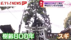 地域に親しまれた「ご神木」に別れ　樹齢８００年の巨大な杉の木を伐採　広島・熊野町