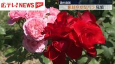 湧永庭園で色鮮やかな５００品種のバラが見ごろ　広島・安芸高田市