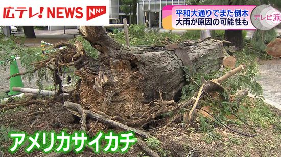 広島市・平和大通りの木が倒れる　大雨で地盤緩んだことが原因か