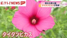 夏の花　タイタンビカスが見頃　広島・庄原市　備北丘陵公園