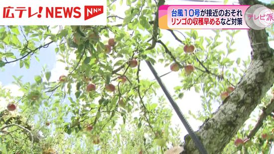 台風10号に備えリンゴ農家は早めに収穫　広島・庄原市