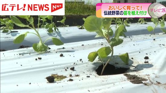 食べ物について考えるきっかけに　呉市が発祥とされるキャベツ「広甘藍」苗の植え付けを児童たちが体験　広島・呉市