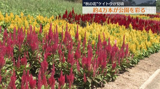 ”秋の花” ケイトウが見頃　広島県庄原市