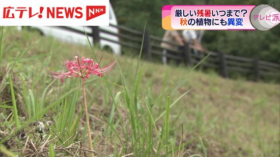 厳しい残暑で「彼岸花」に異変   広島県福山市