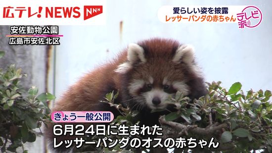 レッサーパンダの赤ちゃん一般公開　安佐動物公園　広島