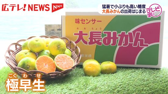 小ぶりでも糖度は十分！広島県呉市豊町で「大長みかん」の出荷始まる