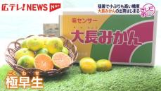 小ぶりでも糖度は十分！広島県呉市豊町で「大長みかん」の出荷始まる