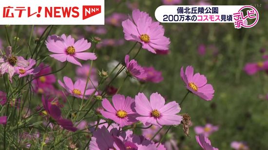 ２００万本のコスモスが見頃　広島・庄原市