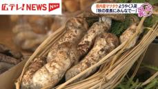 秋の味覚マツタケ　県内産がようやく入荷　広島・庄原市