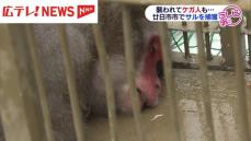 廿日市市で「サル」捕獲　24日以降「サルが出た」と目撃情報が相次ぐ　広島・廿日市市