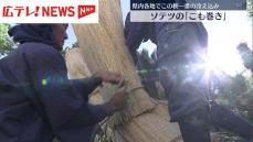 広島県内各地でこの秋一番の冷え込み　広島市の縮景園ではソテツの「こも」巻き