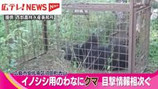 広島市内で檻に入ったクマを発見…目撃情報も