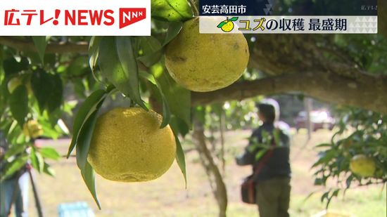 広島・安芸高田　特産ユズの収穫　最盛期迎える