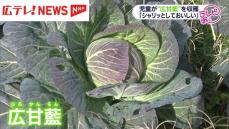 呉の小学生が伝統野菜「広甘藍」の収穫体験　広島