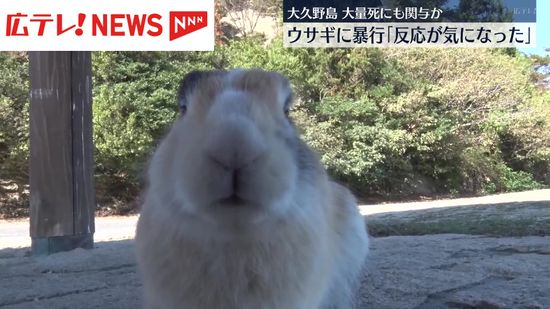 「いじめたらどんな反応をするのか気になった」　大久野島でウサギを蹴って死なせた男を動物愛護法違反の疑いで送検　広島・竹原市　