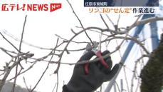 県北のリンゴ園で「せん定」作業進む　広島・庄原市