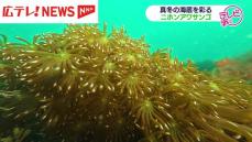 真冬の海底を彩る　ニホンアワサンゴが見ごろ　瀬戸内海