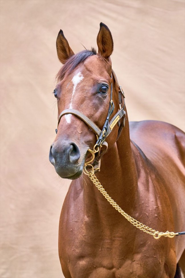 現役人気No.1競走馬ドウデュース、撮り下ろし写真集　普段見られない「美しい瞬間」を追求